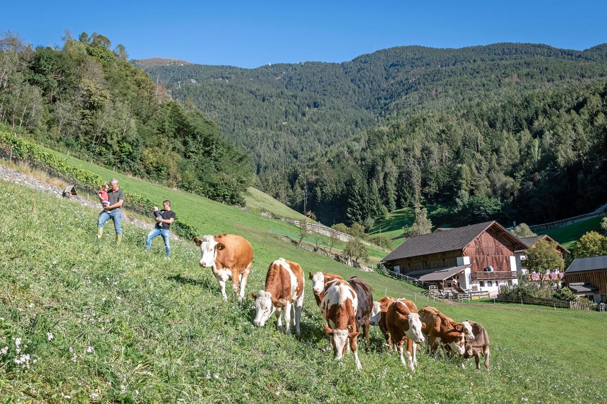 Niederthalerhof Chalets Bressanone Luaran gambar